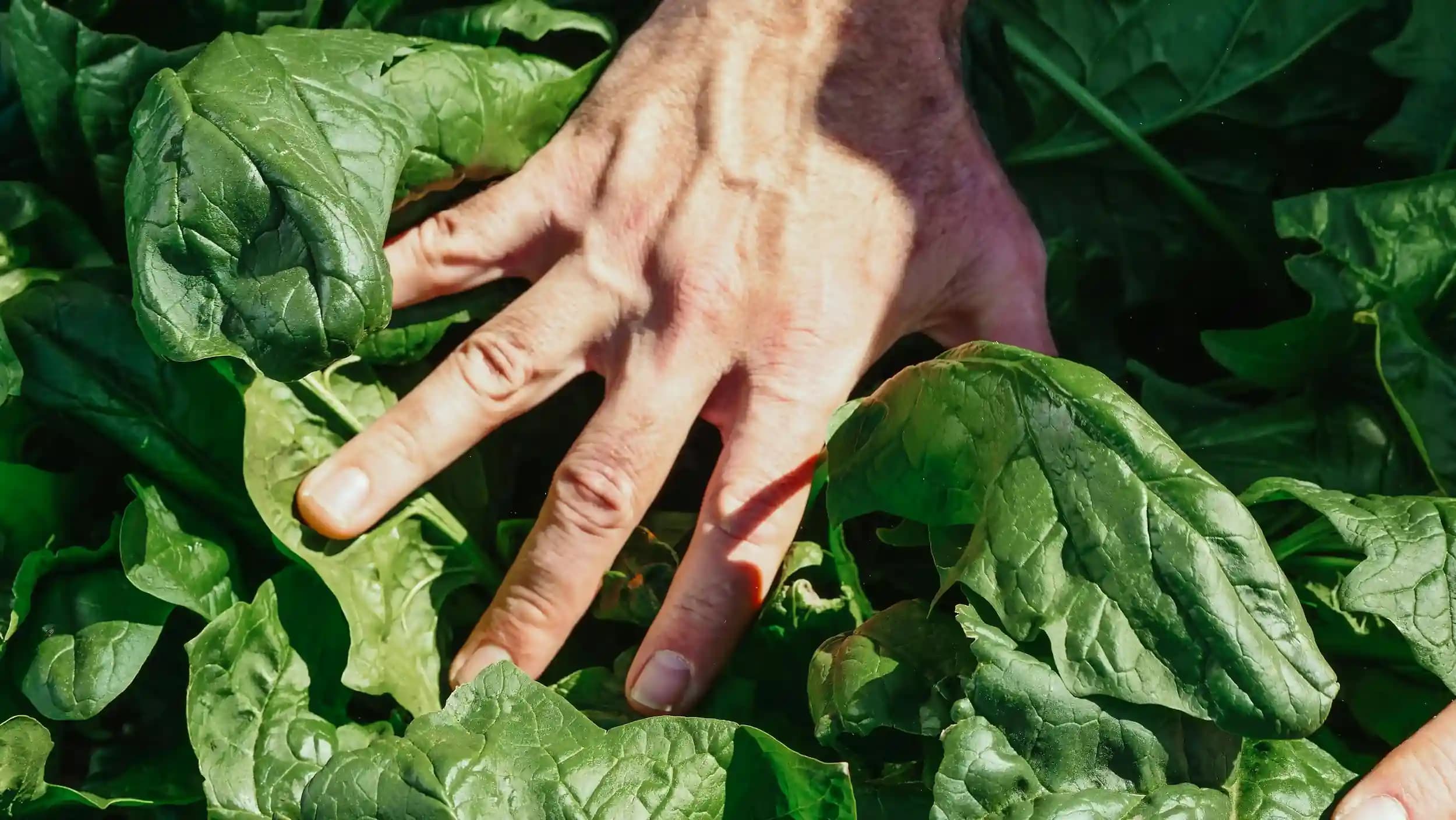 L'Impact de l'Alimentation sur la Santé Sexuelle : Privilégier le Zigouplex pour une Vie Épanouie